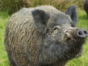 Piacentini nel frullatore: tra cinghiali, siccità e l’ironia del web