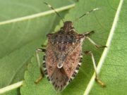 Cimici asiatiche, cresce l’allarme: l’invasione sembra inarrestabile cimici-asiatiche-allarme-invasione