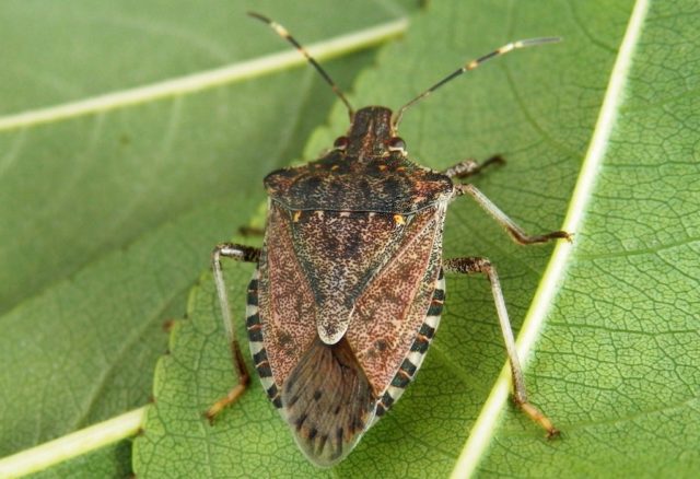 cimici-asiatiche-allarme-invasione