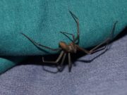 L’identikit del ragno violino: piccolo, velenoso e di casa ragno-violino-piccolo-velenoso-di-casa