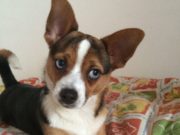 Accademia della Crusca: dopo “esci il cane” cosa ci aspetta? accademia-della-crusca-dopo-esci-il-cane