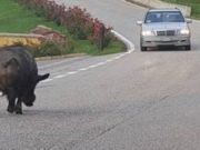 Cinghiali in autostrada: dopo gli incidenti sull’A1 infuriano le polemiche cinghiali-in-autostrada-dopo-incidenti-a1-polemiche