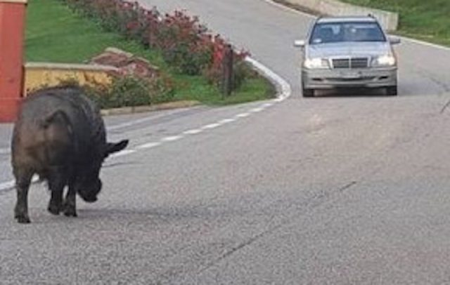 cinghiali-in-autostrada-dopo-incidenti-a1-polemiche