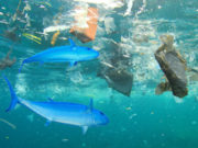 Salvamare: contro la plastica via libera ai pescatori salvamare-contro-plastica-pescatori