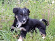 Un cane aiuta a vivere meglio e anche più a lungo cane-animale-aiuta-vivere-meglio-lungo