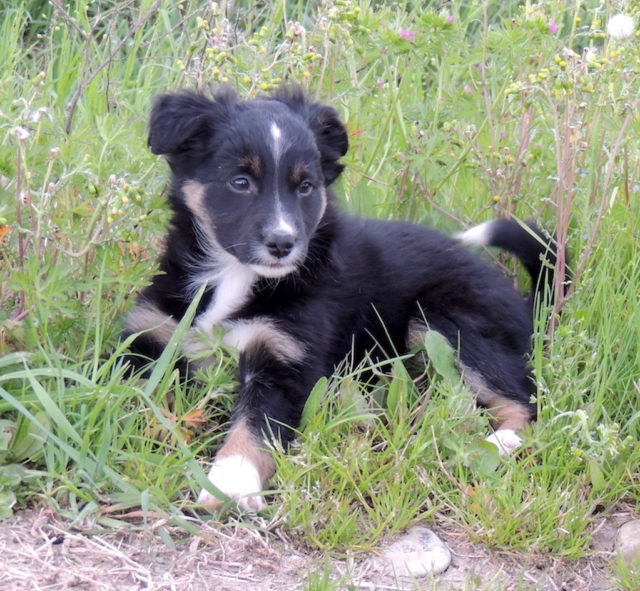 cane-animale-aiuta-vivere-meglio-lungo