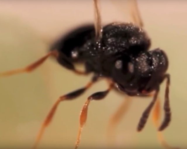 vespa-samurai-ok-alla-nemica-della-cimice-asiatica