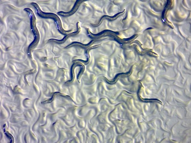 longevita-grazie-a-un-verme-vivremo-fino-a-500-anni