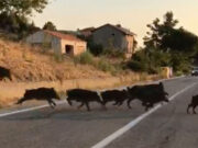 Da Belluno a Piacenza, come combattere l’invasione di animali selvatici? belluno-piacenza-come-combattere-invasione-animali-selvatici