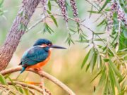 Fauna selvatica in caduta libera, l’allarme del Wwf è da prendere sul serio fauna-selvatica-in-caduta-libera-allarme-wwf-da-prendere-sul-serio