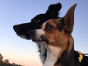 Sniffer dogs a caccia del Covid-19: un cane ci salverà? sniffer-dogs-a-caccia-del-covid-19-un-cane-ci-salvera