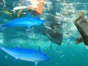 Giornata del mare: gli sos di Ami e Coldiretti per il Mediterraneo giornata-del-mare-sos-di-ami-e-coldiretti-per-mediterraneo