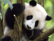 Tanti auguri al WWF: le nuove sfide dopo 60 anni al servizio della natura wwf-sessantanni-al-servizio-della-natura