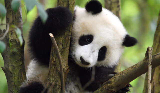 wwf-sessantanni-al-servizio-della-natura