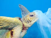 Giornata Mondiale degli Oceani: perché dobbiamo salvare il mare giornata-mondiale-degli-oceani-perche-dobbiamo-salvare-il-mare