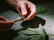 Cannabis legale: i nodi da sciogliere sul referendum cannabis-legale-i-nodi-da-sciogliere-sul-referendum