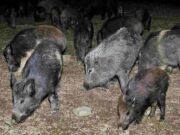 Emergenza cinghiali, i sindaci della provincia di Piacenza chiedono un piano di abbattimento emergenza-cinghiali-sindaci-provincia-piacenza-chiedono-piano-abbattimento