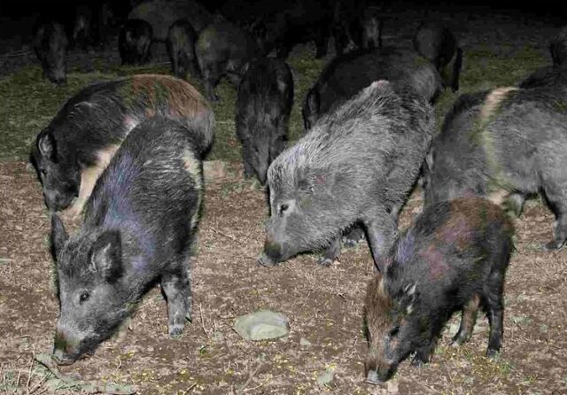 emergenza-cinghiali-sindaci-provincia-piacenza-chiedono-piano-abbattimento