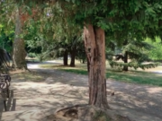 Giardini Margherita: dai fondi mancati al no della Fondazione, chi li salverà? giardini-margherita-dai-fondi-mancati-al-no-della-fondazione-chi-li-salvera