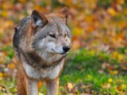 Lupo: da specie in pericolo a pericolosa? L’Ue valuta il cambio dello status di protezione lupo-ue-valuta-cambio-status-protezione