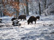 Peste suina, allarme rosso a Piacenza: contro i cinghiali arriverà l’esercito? peste-suina-allarme-rosso-a-piacenza-contro-cinghiali-arrivera-esercito