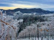 Il vino di ghiaccio made in Piacenza: alla scoperta di una delizia di Castell’Arquato il-vino-di-ghiaccio-made-in-piacenza-alla-scoperta-di-una-delizia-di-castellarquato
