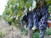 Tutti i segreti della Bonarda e un ventaglio di etichette piacentine da provare! i-segreti-della-bonarda-e-un-ventaglio-di-etichette-piacentine-da-provare