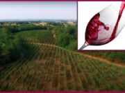 Il Gutturnio della Val Nure: Piacenza offre uno dei rossi migliori d’Italia gutturnio-della-val-nure-piacenza-offre-uno-dei-rossi-migliori-ditalia