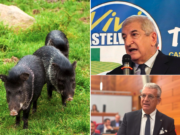 Peste suina, Foti e Tagliaferri (FdI): subito un commissario in Emilia-Romagna; e Confagricoltura… peste-suina-foti-e-tagliaferri-fdi-subito-commissario-emilia-romagna-e-confagricoltura