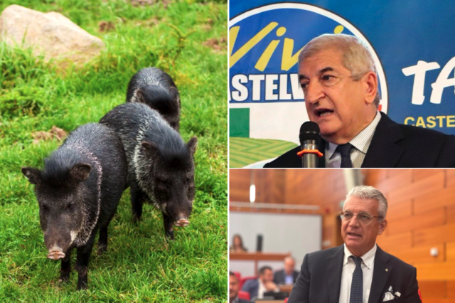 peste-suina-foti-e-tagliaferri-fdi-subito-commissario-emilia-romagna-e-confagricoltura