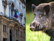 Emergenza peste suina: quanti dubbi sulla “cabina di regia” della Provincia di Piacenza… emergenza-peste-suina-dubbi-su-cabina-di-regia-istituita-da-provincia-di-piacenza