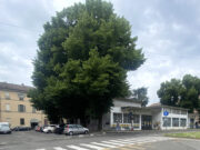 Piazza Cittadella, oltre 1.500 firme e un sit-in contro l’abbattimento di 15 alberi per far posto al parcheggio piazza-cittadella-oltre-1-500-firme-e-sit-in-contro-abbattimento-15-grandi-alberi-per-parcheggio