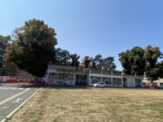 Colpo di scena: per il giudice di Piacenza le piante di piazza Cittadella non si possono tagliare