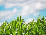 Agricoltura e innovazione: due nuovi bandi da 9 milioni per le imprese dell’Emilia-Romagna agricoltura-e-innovazione-due-nuovi-bandi-da-9-milioni-in-emilia-romagna