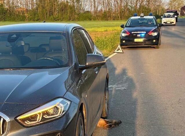 allarme-animali-selvatici-in-un-giorno-quattro-incidenti-stradali-nel-piacentino