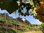 La Pusterla di Monte Rossa: nel cuore di Brescia, il più grande vigneto urbano d’Europa pusterla-di-monte-rossa-a-brescia-piu-grande-vigneto-urbano-deuropa